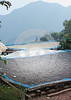 drying coffee beans at plantation on Pha Hi mountrain, Chiangrai Thailand
