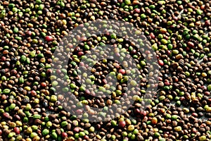 Drying coffee cheries in the sun