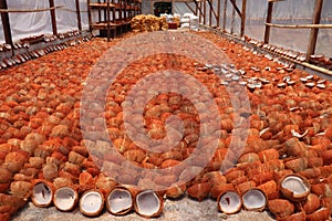 Drying Copra in Solar Dryers