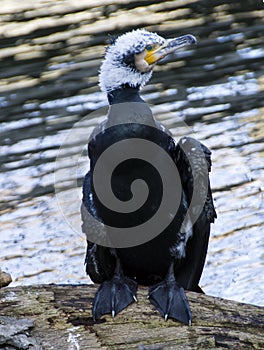 Drying Cormorant
