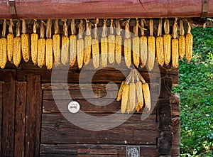 Drying corn