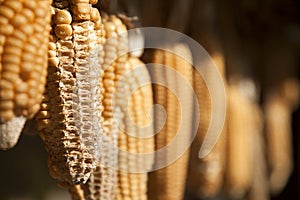 Drying Corn Cobs
