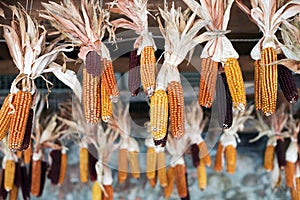 Drying corn cobs hanging from the rafters