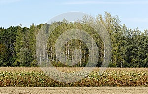 Drying corn field due to drought