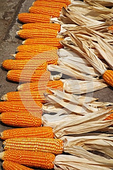 Drying corn