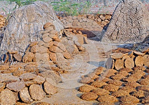 drying of cow dung cake