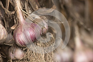 Drying crop of garlic whith copyscape.