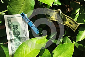 Drying 100 dollars bill