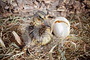 Drying duckling hatched