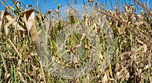 Drying field with growing corn
