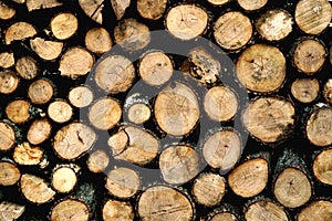 Drying FireWood