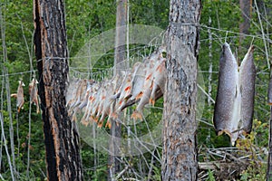 Drying fish