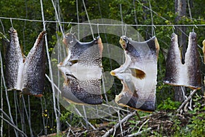 drying fish