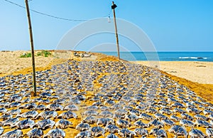 The drying fish on Bentota beach