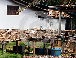 Drying fish on the shore of a tropical sea