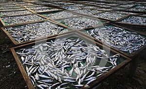 Drying fish