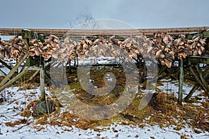 Drying flakes for stockfish cod fish in winter. Lofoten islands,