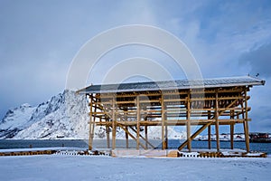 Drying flakes for stockfish cod fish in winter. Lofoten islands, Norway