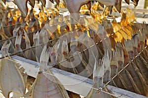 Drying Flatfish (Sole)