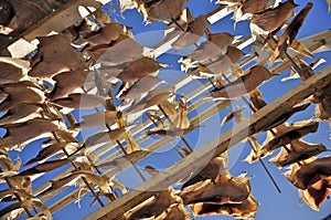 Drying Flatfish (Sole)