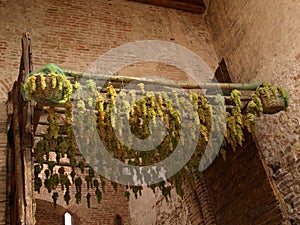 Drying grapes