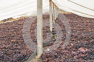 Drying grapes for raisins