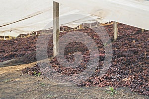 Drying grapes for raisins