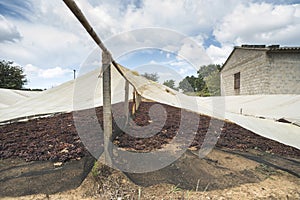 Drying grapes for raisins