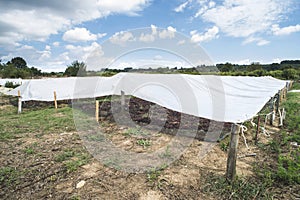 Drying grapes for raisins