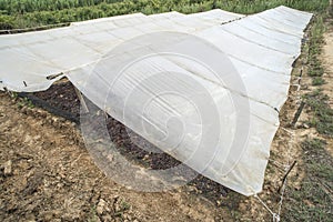 Drying grapes for raisins