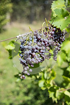 Drying grapes in the sun