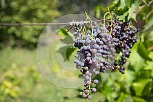 Drying grapes in the sun