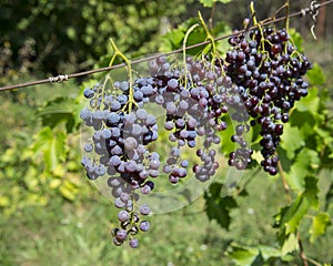 Drying grapes in the sun