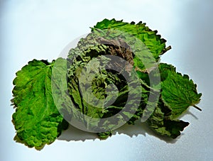Drying green, gray and brown lemon balm or citronella leaves in macro view