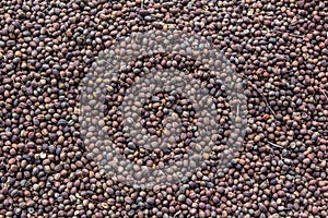 Drying Guatemalan Coffee Beans photo