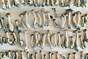 Drying hallucinogen mushrooms Psilocybe cubensis photo