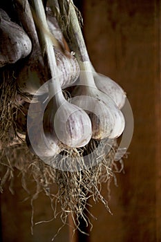 Drying harvested garlic in autumn