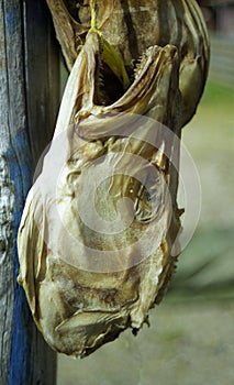 Drying head of a fish