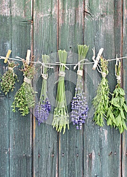 Drying herbs