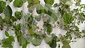 Drying herbs for herbal tea