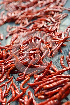 Drying hot peppers