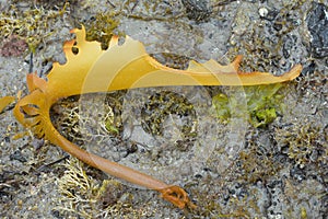 Drying kelp frond at low tide