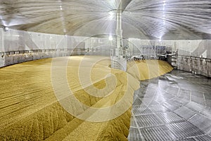 A drying kiln, filled with sprouted barley, at a barley malting plant. 