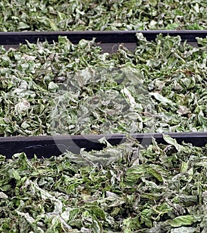Drying mint at home, dried mints in big trays, drying mint