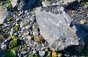 Drying mussles on rock