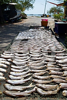 Drying ocean fish on fishnet rack under strong sunlight