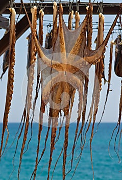 Drying octopus