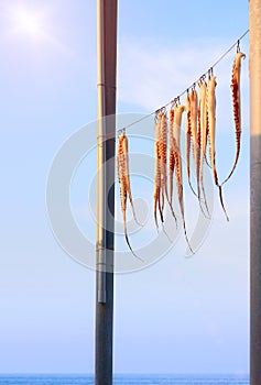 Drying octopus arms on sea coast, Greece