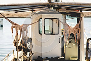 Drying octopus on fisherman boat in Greece Crete