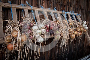 Drying onions of different colors infront of barn